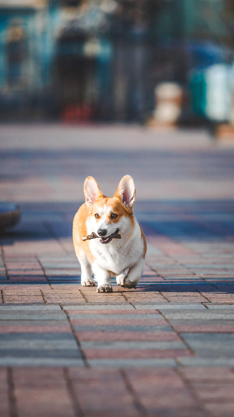 Cute Pembroke Welsh Corgi dog running preview