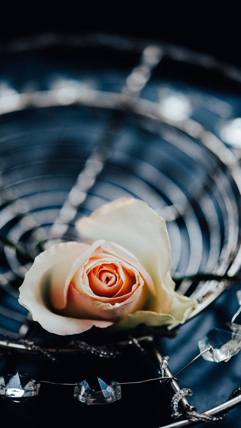 Tranquil rose fragrance preview