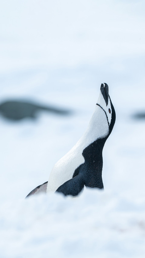 Why is the chinstrap penguin called this preview