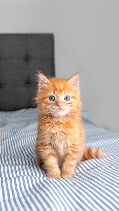Tiny Fluffy Buff Kitten Sitting on Striped Blanket preview