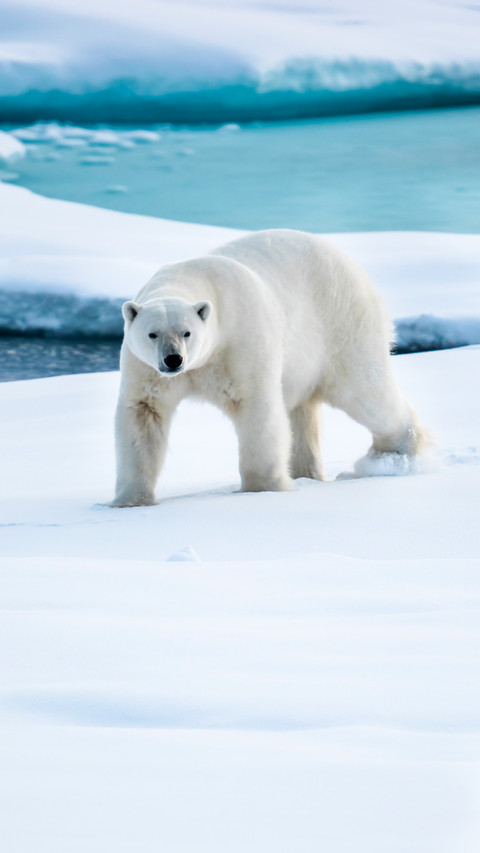 Polar bear 6 preview