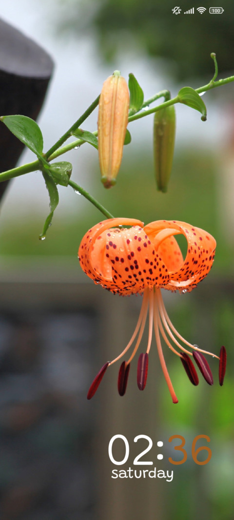 Morning Lily preview