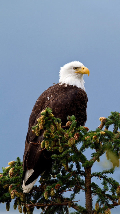 Dedicated white headed Sea Eagle 63 preview