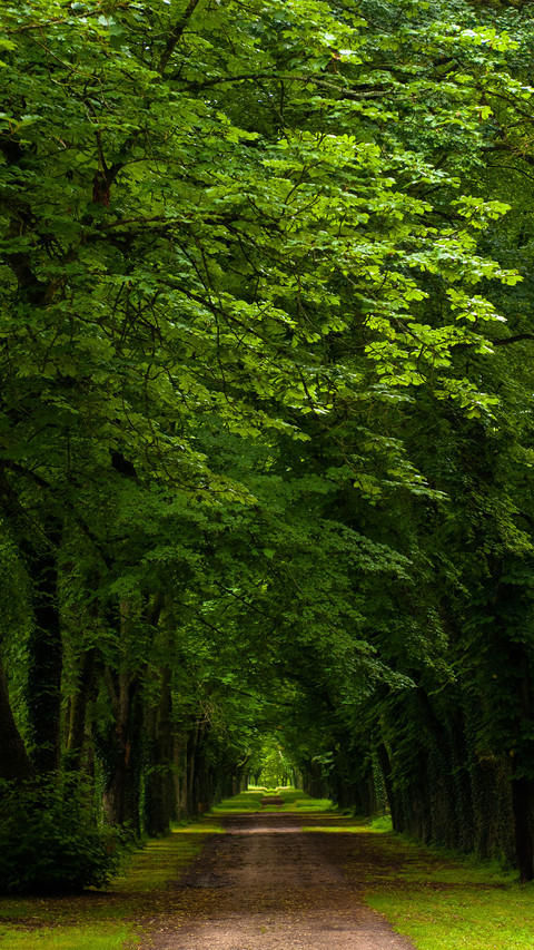 Green eye protection wallpaper preview