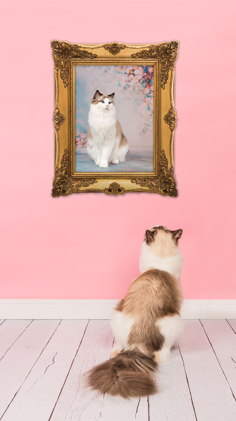 Owning a cat is the choice of the rich 72 preview