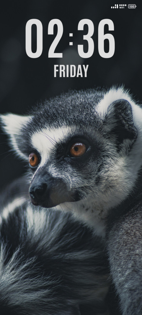 Wild Meerkat preview