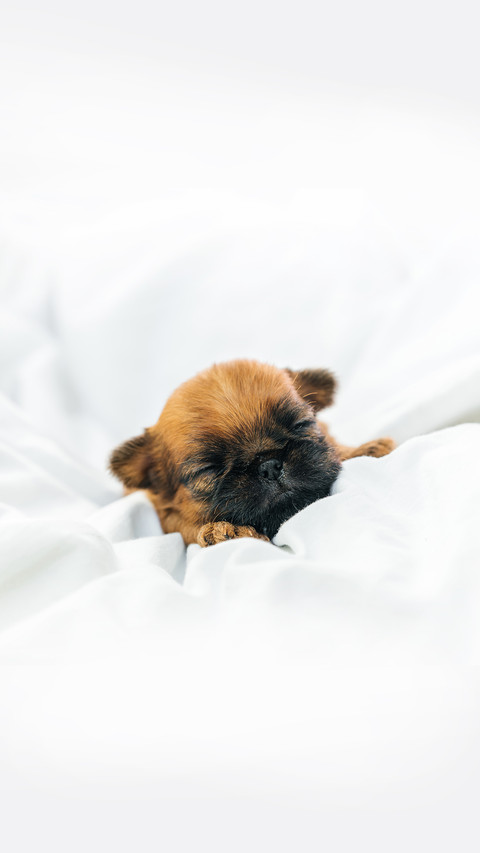 A sleeping newborn Brussels Griffon puppy preview