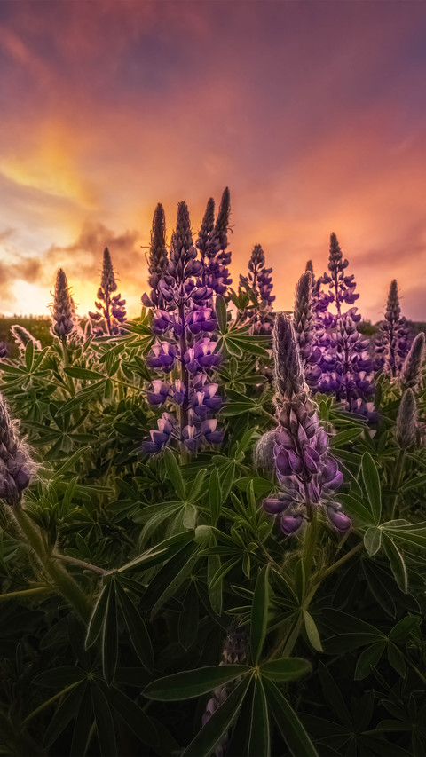 Icelands lupine flowers preview