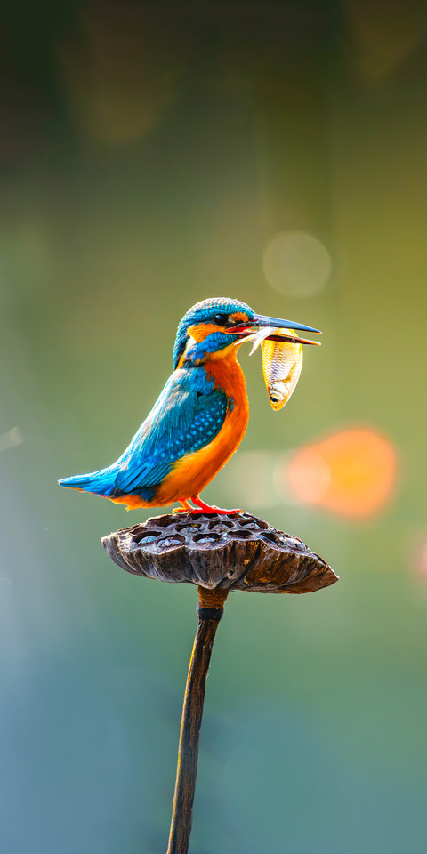 Kingfisher water killer preview