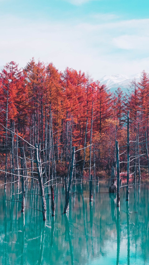 Nature's Glory (1) preview