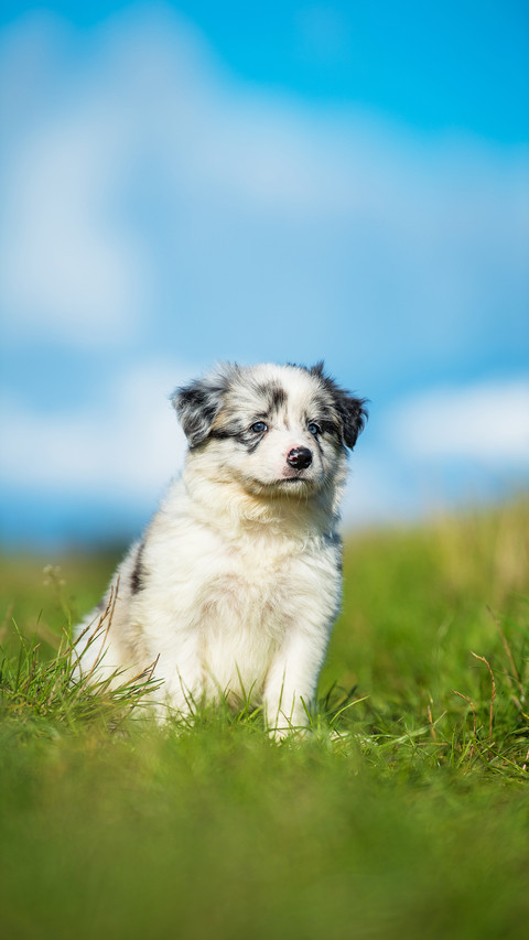 Cute border collie puppy in a meadow preview
