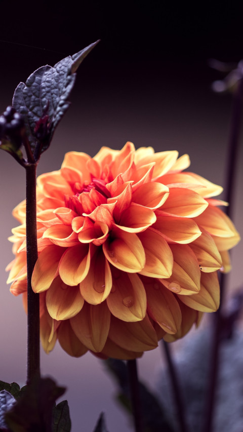 Macro  (2) preview