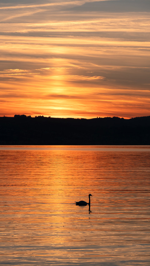 Sunset over the shores of the Zurich Lake preview