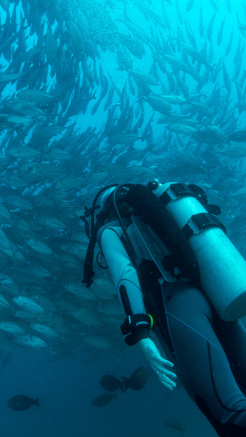 Marine Life (12) preview