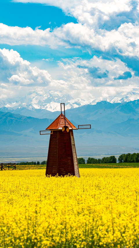 Rape flowers in zhaosu yili preview