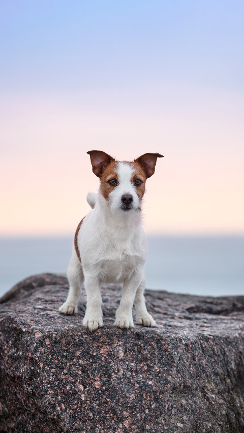 Lovely dog jack russel terrier on the stone preview