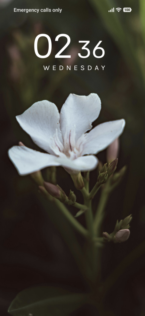 Ivory Blossom preview