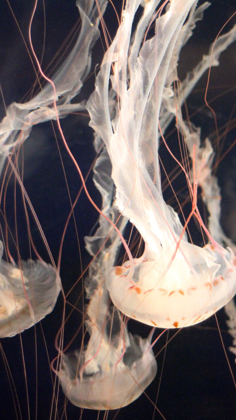Jellyfish (6) preview