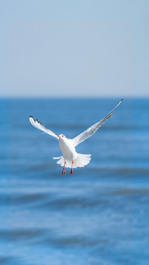 How to prevent seagulls from stealing food preview