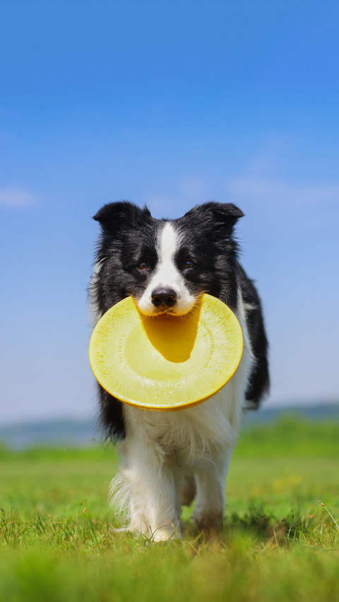 Calcium tablets for dogs preview