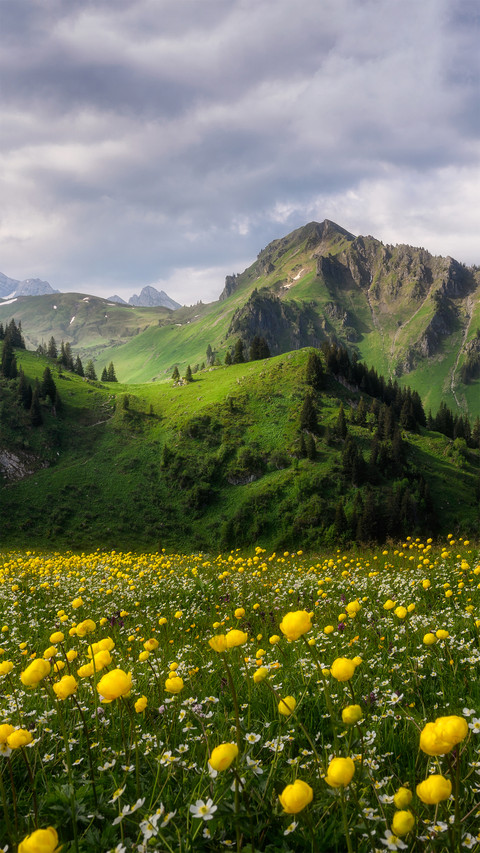 Summer in the swiss flower sea preview