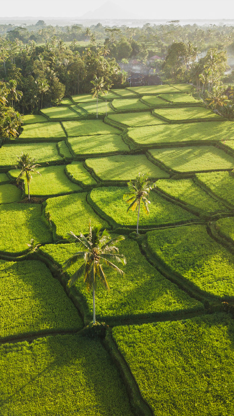 Farmland fields preview