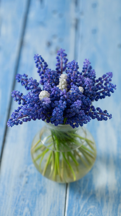 Can hyacinth be cultured in water 8 preview