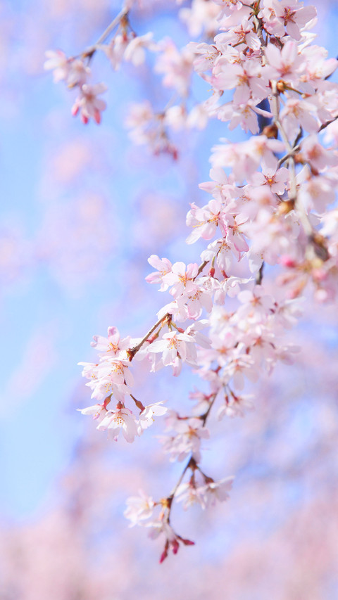 Chinas Most Beautiful Cherry Blossom Appreciation Resort 0 preview
