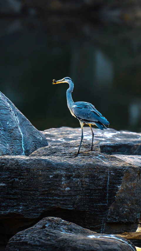Grey egrets delicious meal preview