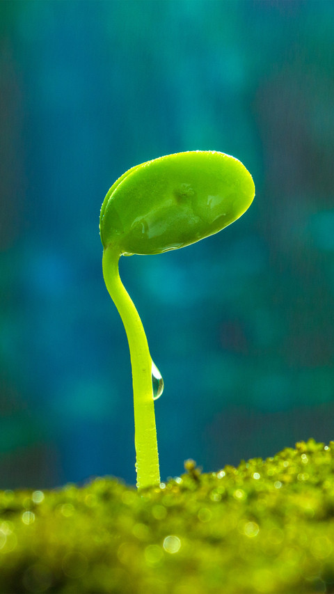 Sprouting in the rain preview