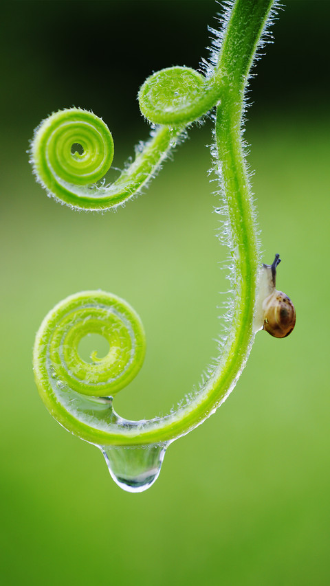 Introduction to Basic Knowledge of Macro Photography 6 preview