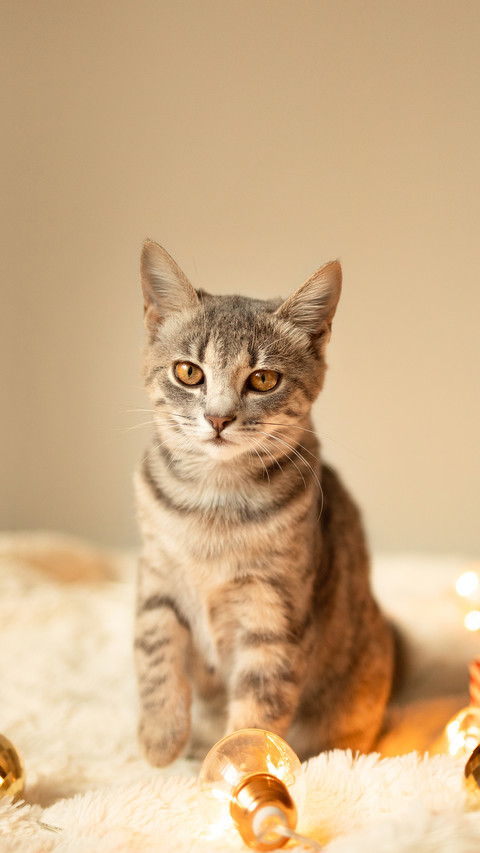 A Lazy Gray Tabby Kitten Relaxing on A Soft Knitted Blanket preview