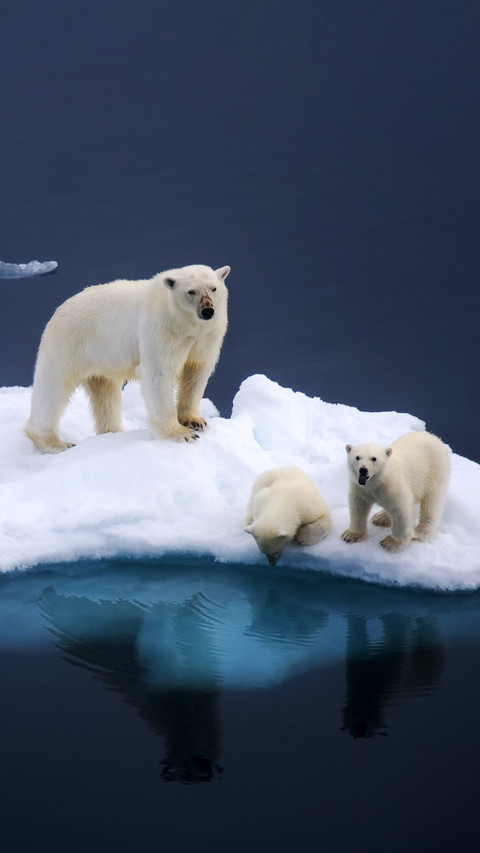 World Environment Day 53 preview
