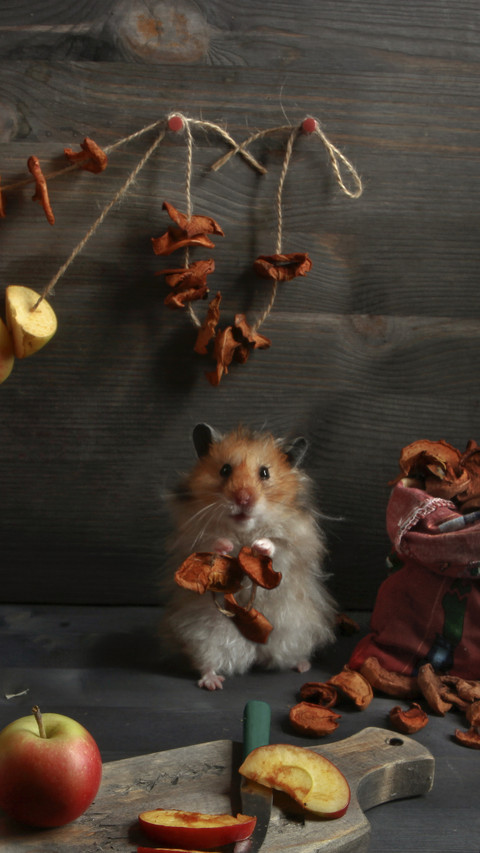 Can hamsters be released preview