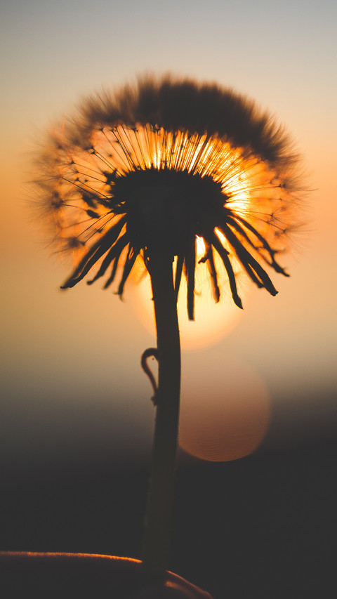 Dandelion (8) preview