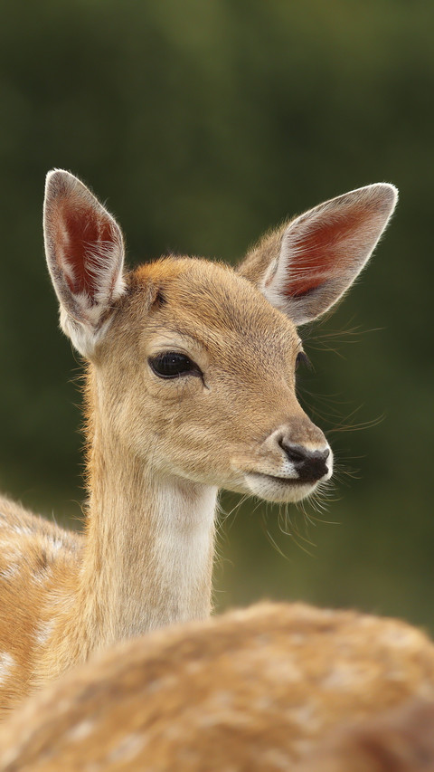 Cute Deer in Park preview
