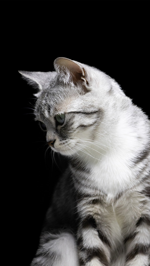 A sideheaded kitten with a black background preview