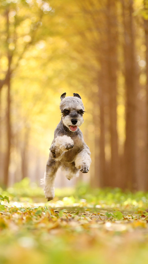 Do you regularly deinsectize your dog 1 preview