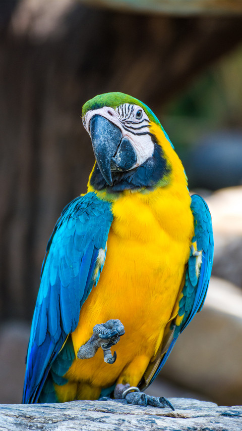 Blueandyellow macaw 46 preview