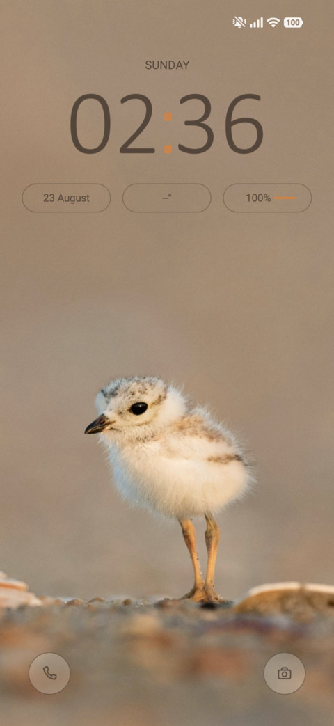Soft Chick preview