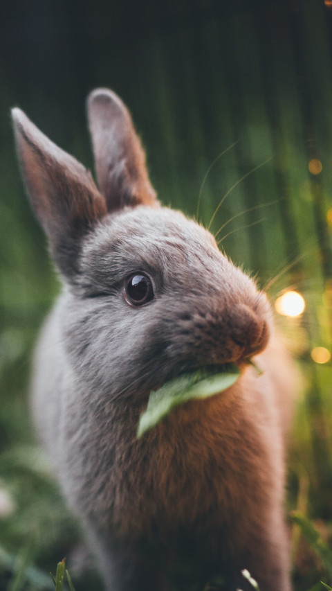 Rabbit (6) preview