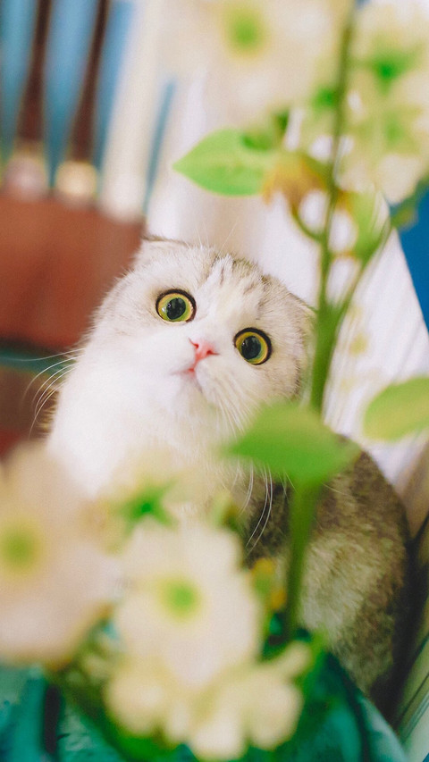 萌宠小猫可爱 preview