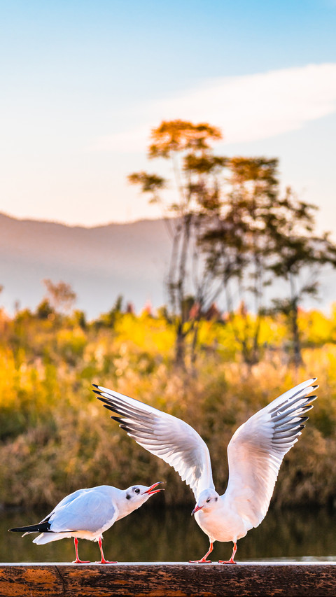 Wetland evening preview