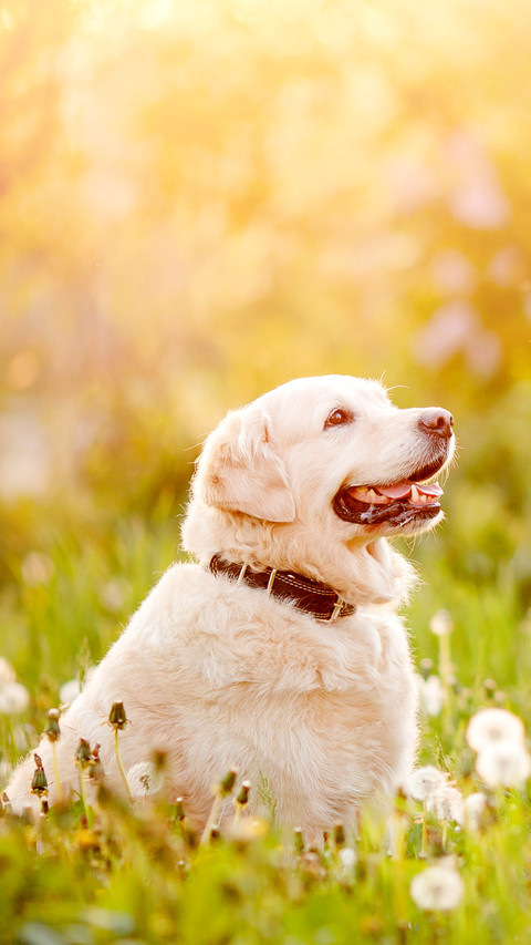 Dog preview