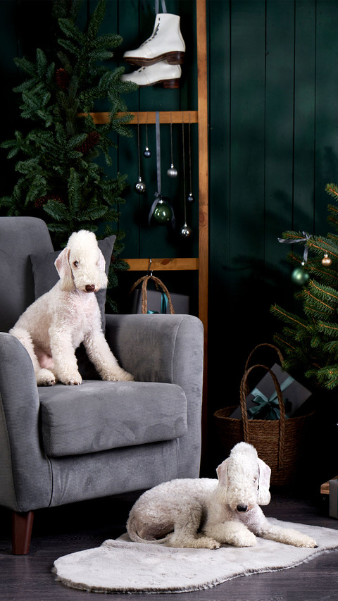 Christmas decorations should be more interesting preview
