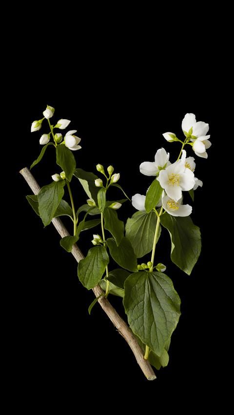 Plants Suitable for Cutting in Autumn 8 preview