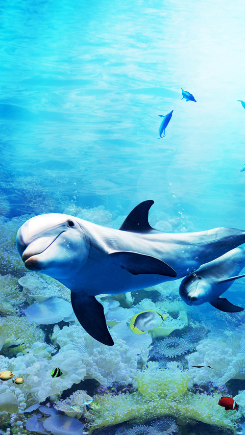 Underwater world. Dolphin. Corals preview
