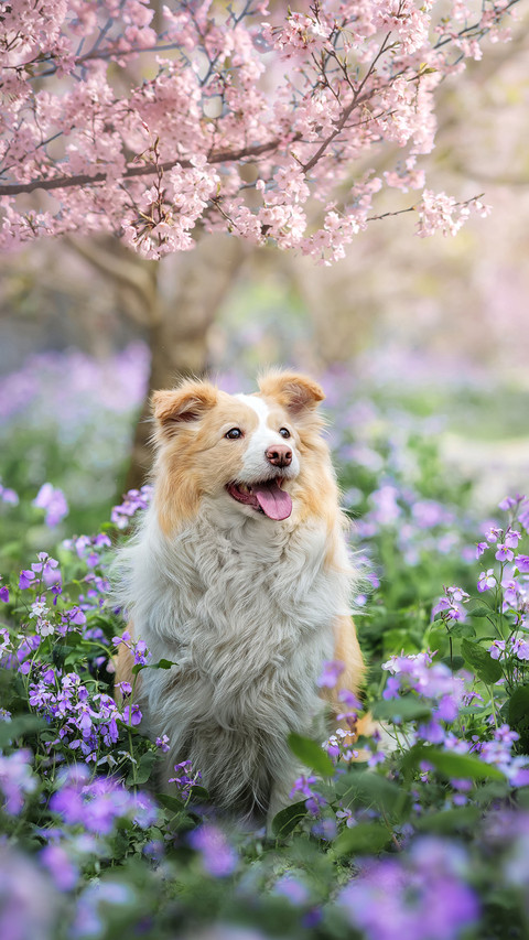Cherry blossom dog preview