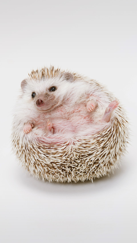 How to make hedgehogs put down their guard and get preview