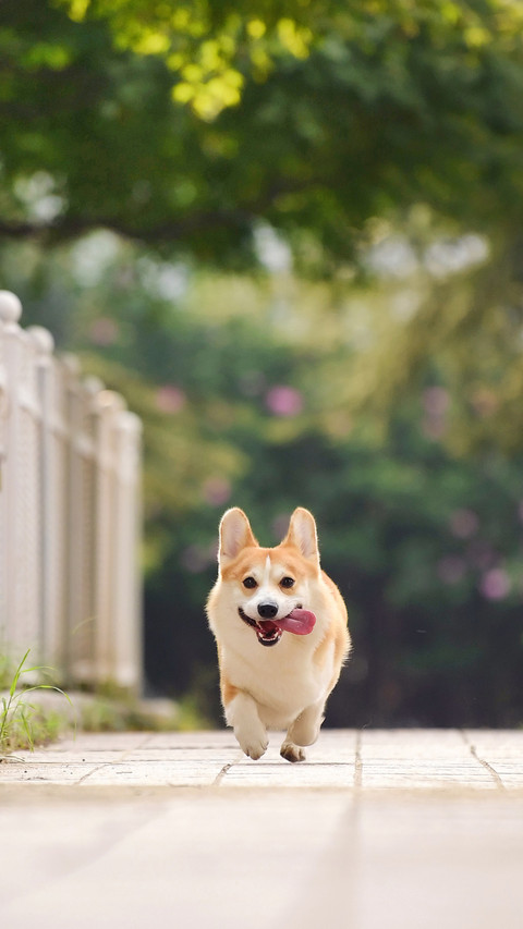 Dogs may also lack vitamins preview